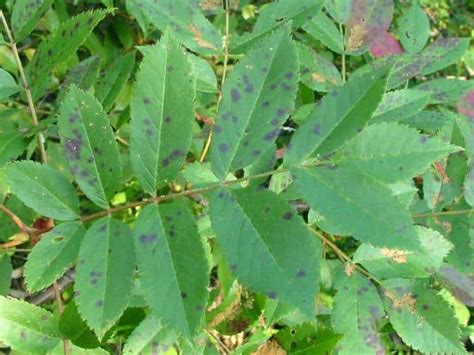 三出複葉植物|葉で見分ける樹木（複葉・裂ける葉）